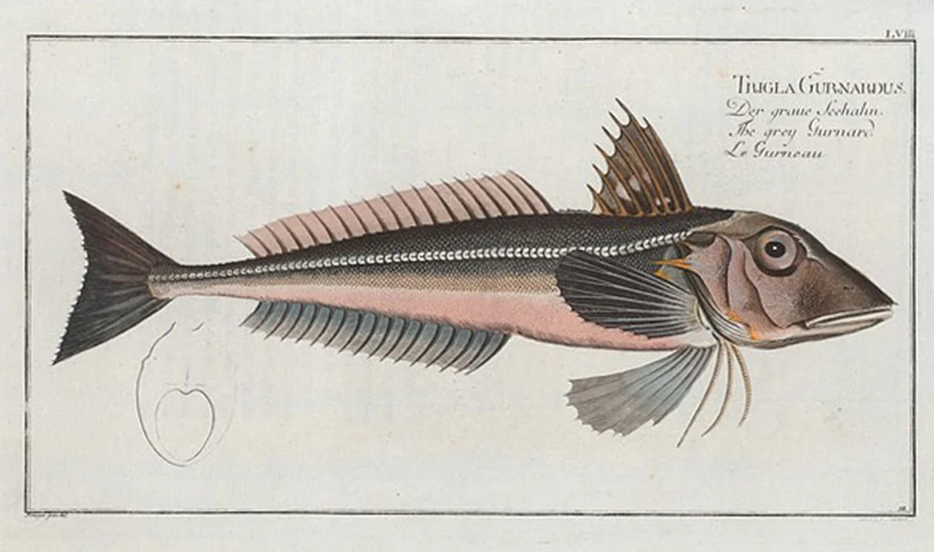 An illustration from Allgemeine Naturgeschichte der Fische. French = Ichtylogie, ou Histoire naturelle : generale et particuliere des poissons, 1785, leaf 62
