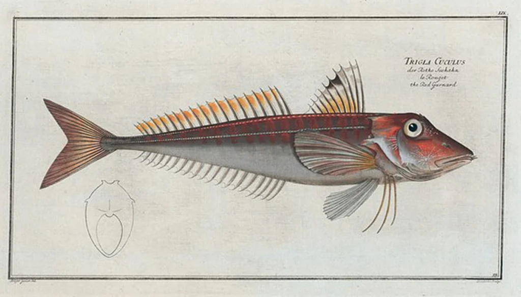 An illustration from Allgemeine Naturgeschichte der Fische. French = Ichtylogie, ou Histoire naturelle : generale et particuliere des poissons, 1785, leaf 63