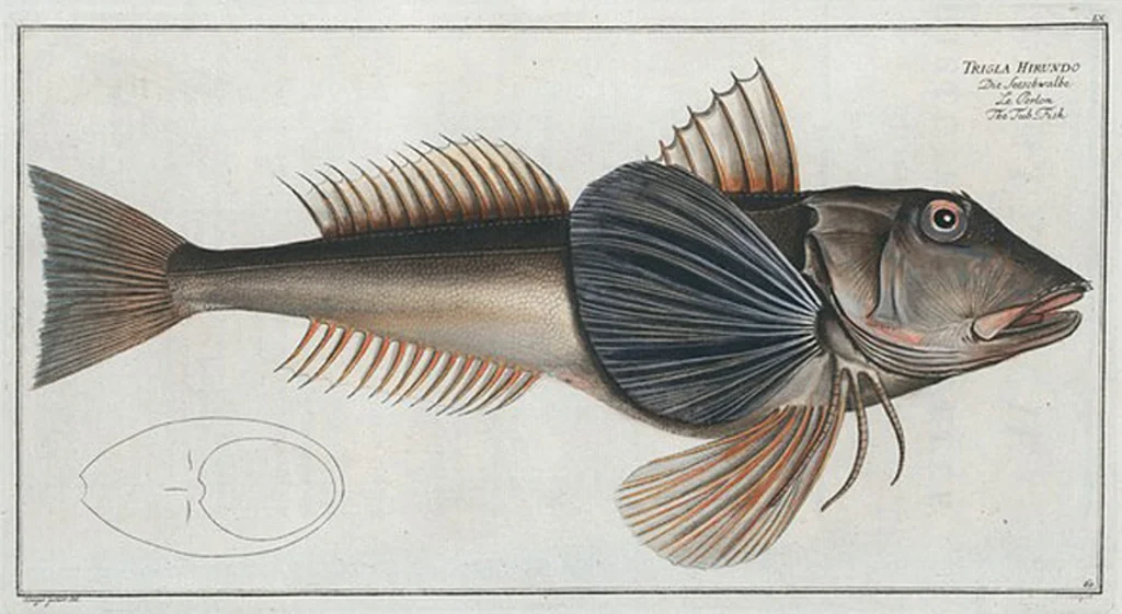An illustration from Allgemeine Naturgeschichte der Fische. French = Ichtylogie, ou Histoire naturelle : generale et particuliere des poissons, 1785, leaf 64