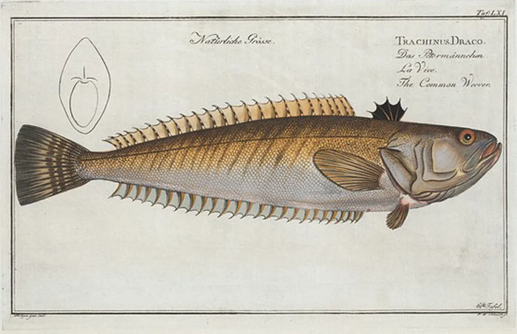 An illustration from Allgemeine Naturgeschichte der Fische. French = Ichtylogie, ou Histoire naturelle : generale et particuliere des poissons, 1785, leaf 65