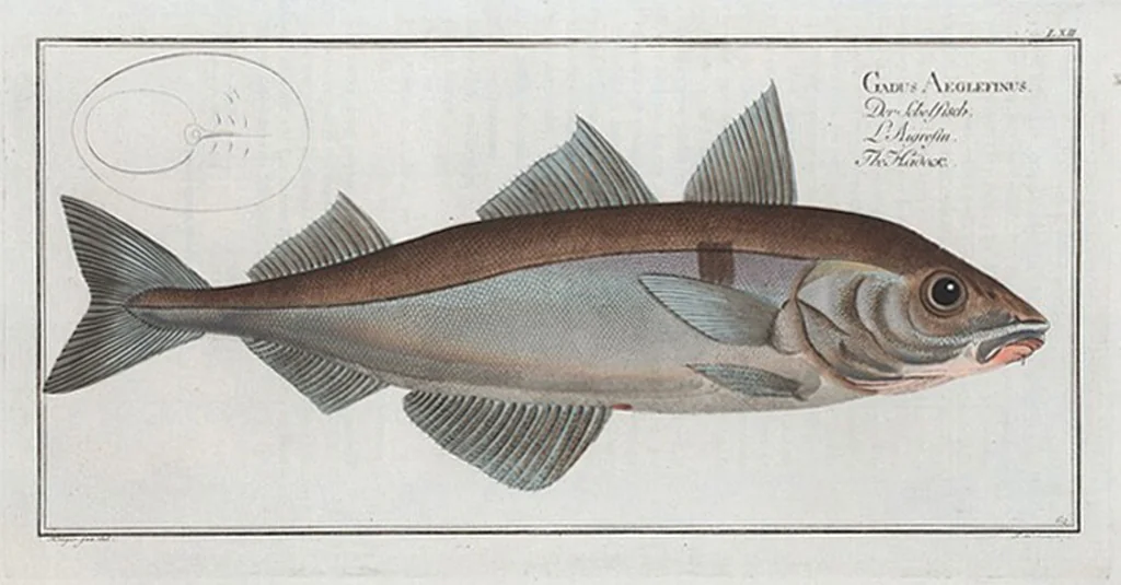An illustration from Allgemeine Naturgeschichte der Fische. French = Ichtylogie, ou Histoire naturelle : generale et particuliere des poissons, 1785, leaf 66