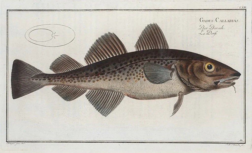An illustration from Allgemeine Naturgeschichte der Fische. French = Ichtylogie, ou Histoire naturelle : generale et particuliere des poissons, 1785, leaf 67