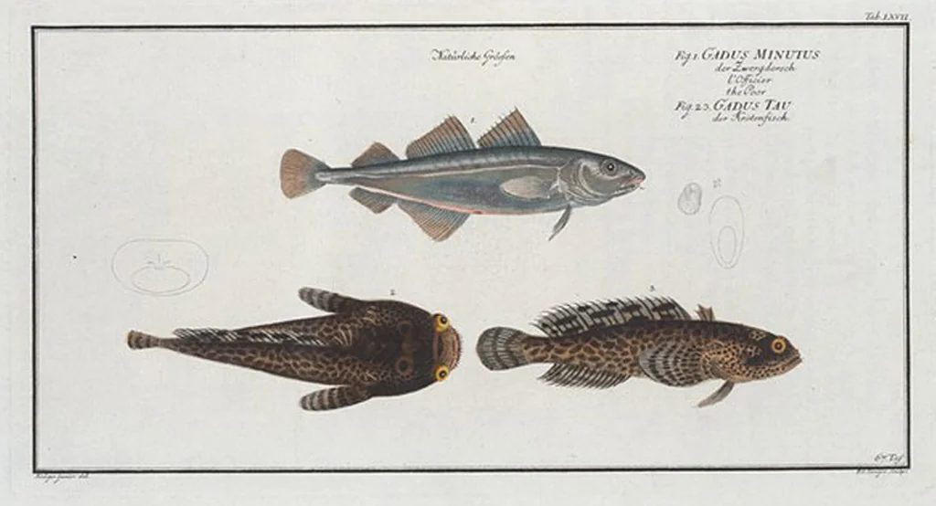 An illustration from Allgemeine Naturgeschichte der Fische. French = Ichtylogie, ou Histoire naturelle : generale et particuliere des poissons, 1785, leaf 71