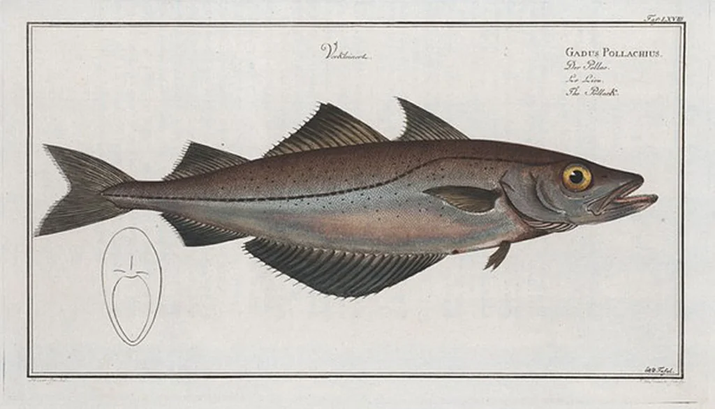 An illustration from Allgemeine Naturgeschichte der Fische. French = Ichtylogie, ou Histoire naturelle : generale et particuliere des poissons, 1785, leaf 72