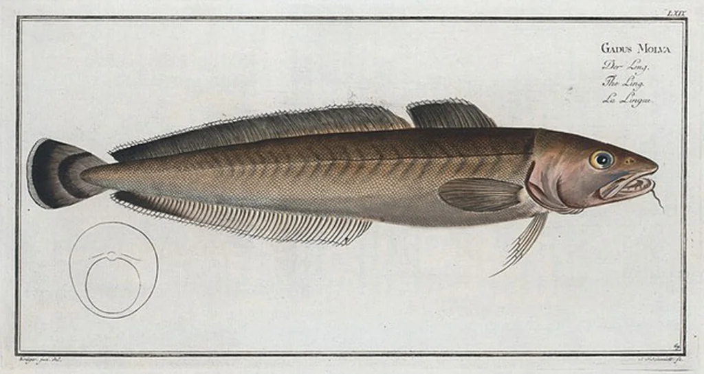 An illustration from Allgemeine Naturgeschichte der Fische. French = Ichtylogie, ou Histoire naturelle : generale et particuliere des poissons, 1785, leaf 73
