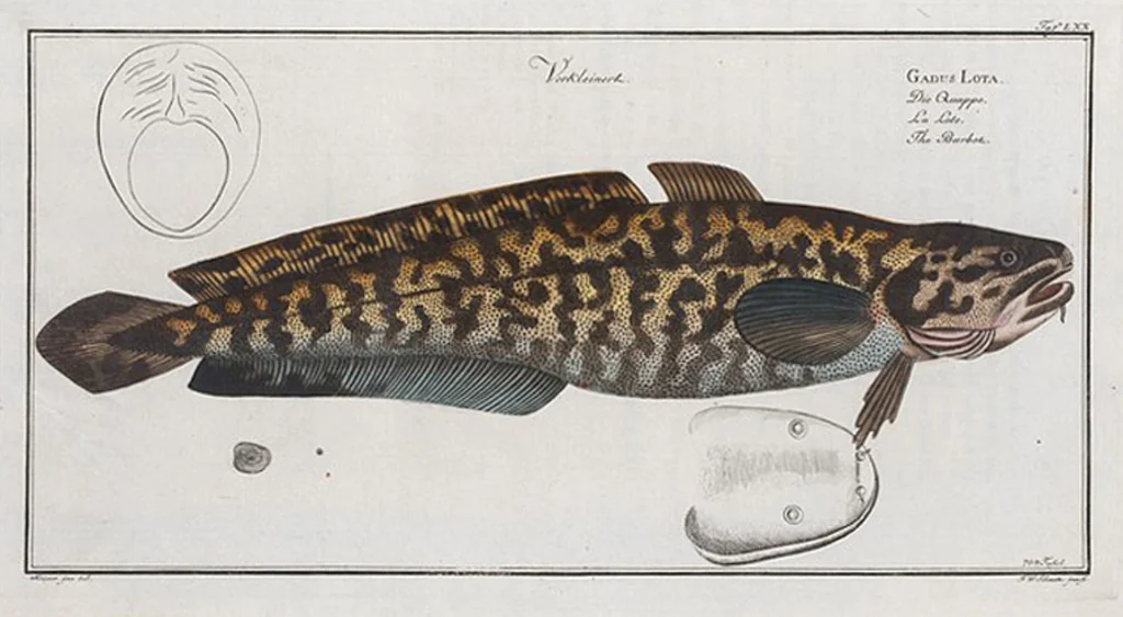 An illustration from Allgemeine Naturgeschichte der Fische. French = Ichtylogie, ou Histoire naturelle : generale et particuliere des poissons, 1785, leaf 74
