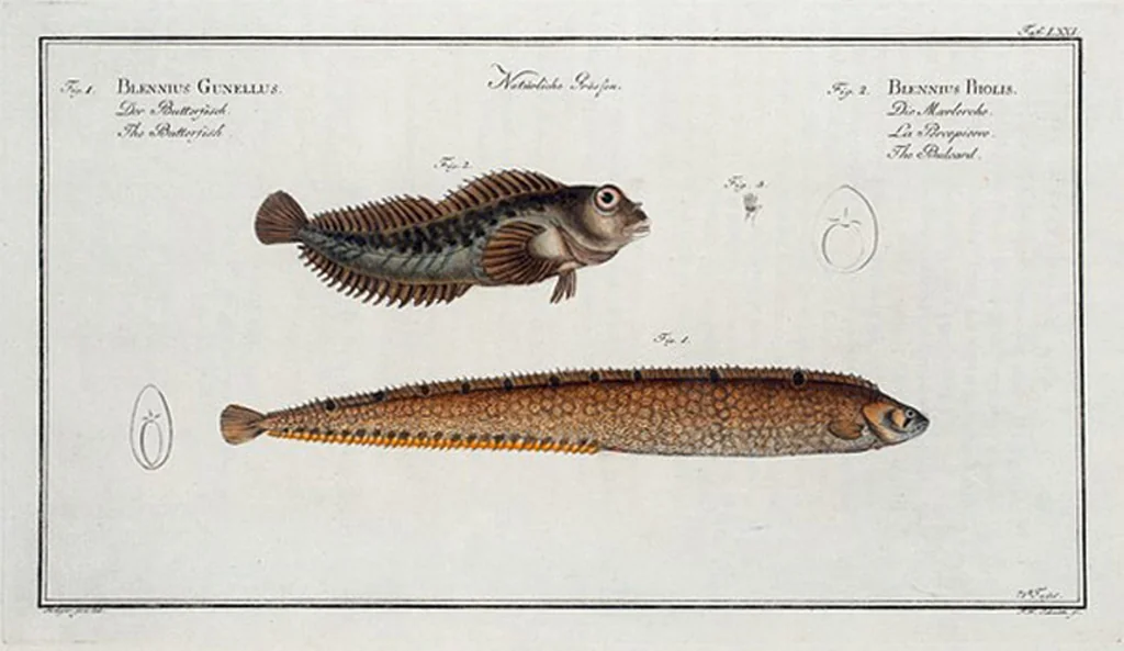 An illustration from Allgemeine Naturgeschichte der Fische. French = Ichtylogie, ou Histoire naturelle : generale et particuliere des poissons, 1785, leaf 75
