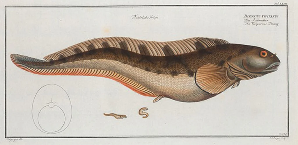 An illustration from Allgemeine Naturgeschichte der Fische. French = Ichtylogie, ou Histoire naturelle : generale et particuliere des poissons, 1785, leaf 76