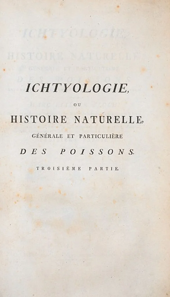 An illustration from Allgemeine Naturgeschichte der Fische. French = Ichtylogie, ou Histoire naturelle : generale et particuliere des poissons, 1785, leaf 77