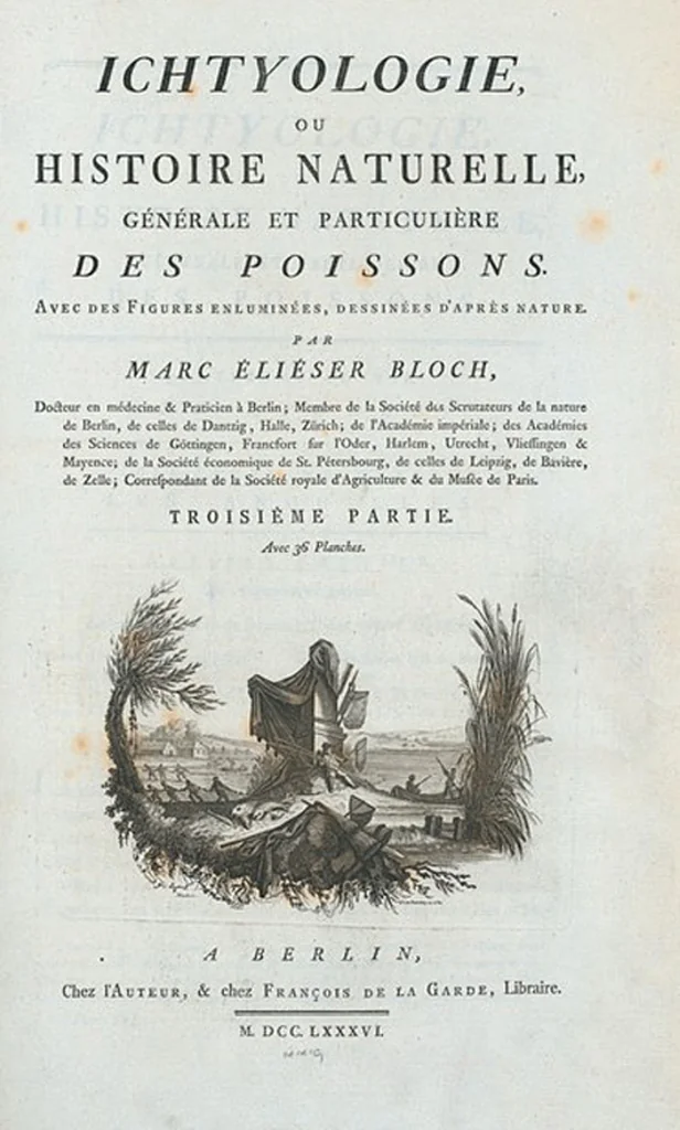 An illustration from Allgemeine Naturgeschichte der Fische. French = Ichtylogie, ou Histoire naturelle : generale et particuliere des poissons, 1785, leaf 78