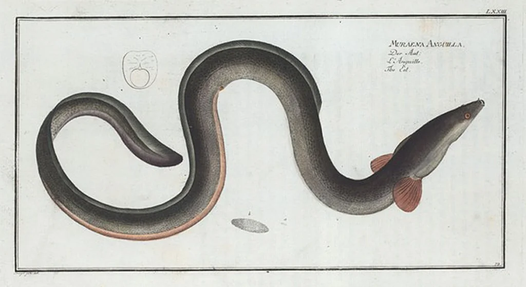 An illustration from Allgemeine Naturgeschichte der Fische. French = Ichtylogie, ou Histoire naturelle : generale et particuliere des poissons, 1785, leaf 79