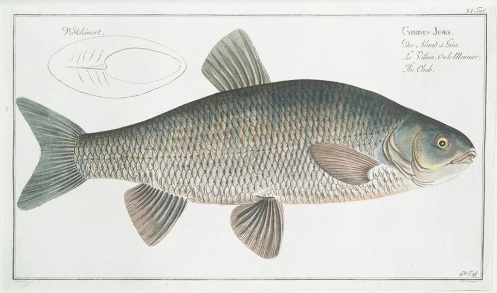 An illustration from Allgemeine Naturgeschichte der Fische. French = Ichtylogie, ou Histoire naturelle : generale et particuliere des poissons, 1785, leaf 8
