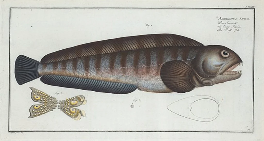 An illustration from Allgemeine Naturgeschichte der Fische. French = Ichtylogie, ou Histoire naturelle : generale et particuliere des poissons, 1785, leaf 80