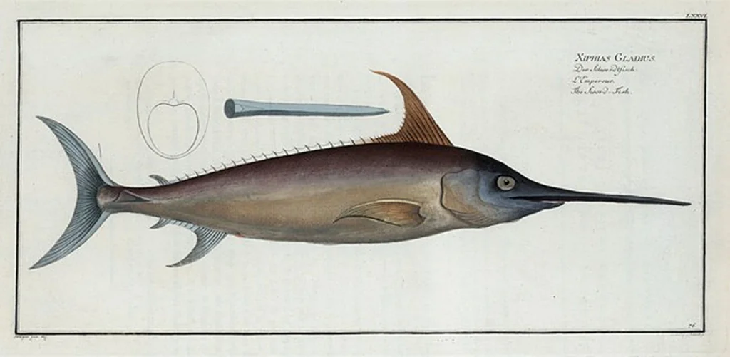 An illustration from Allgemeine Naturgeschichte der Fische. French = Ichtylogie, ou Histoire naturelle : generale et particuliere des poissons, 1785, leaf 82