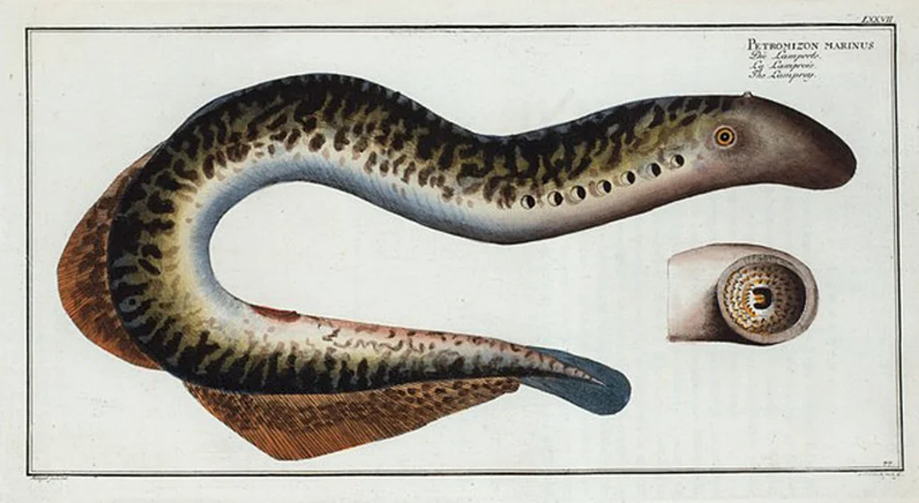 An illustration from Allgemeine Naturgeschichte der Fische. French = Ichtylogie, ou Histoire naturelle : generale et particuliere des poissons, 1785, leaf 83