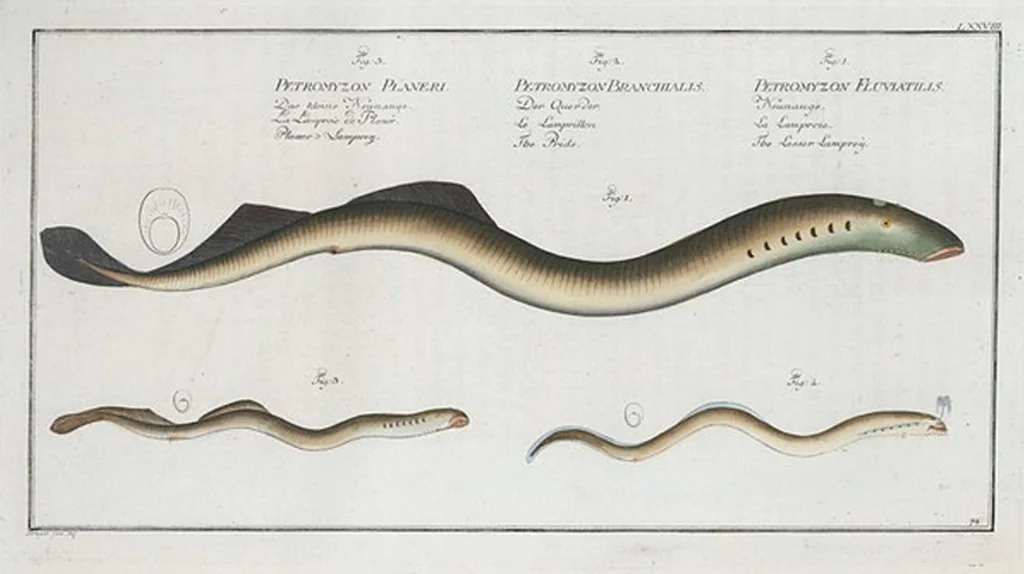 An illustration from Allgemeine Naturgeschichte der Fische. French = Ichtylogie, ou Histoire naturelle : generale et particuliere des poissons, 1785, leaf 84