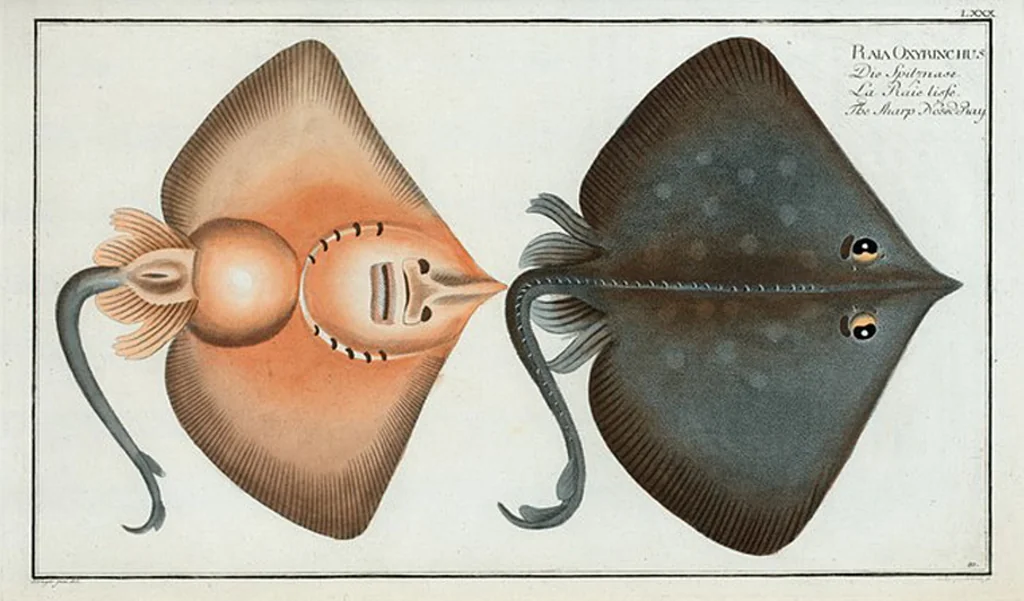 An illustration from Allgemeine Naturgeschichte der Fische. French = Ichtylogie, ou Histoire naturelle : generale et particuliere des poissons, 1785, leaf 86