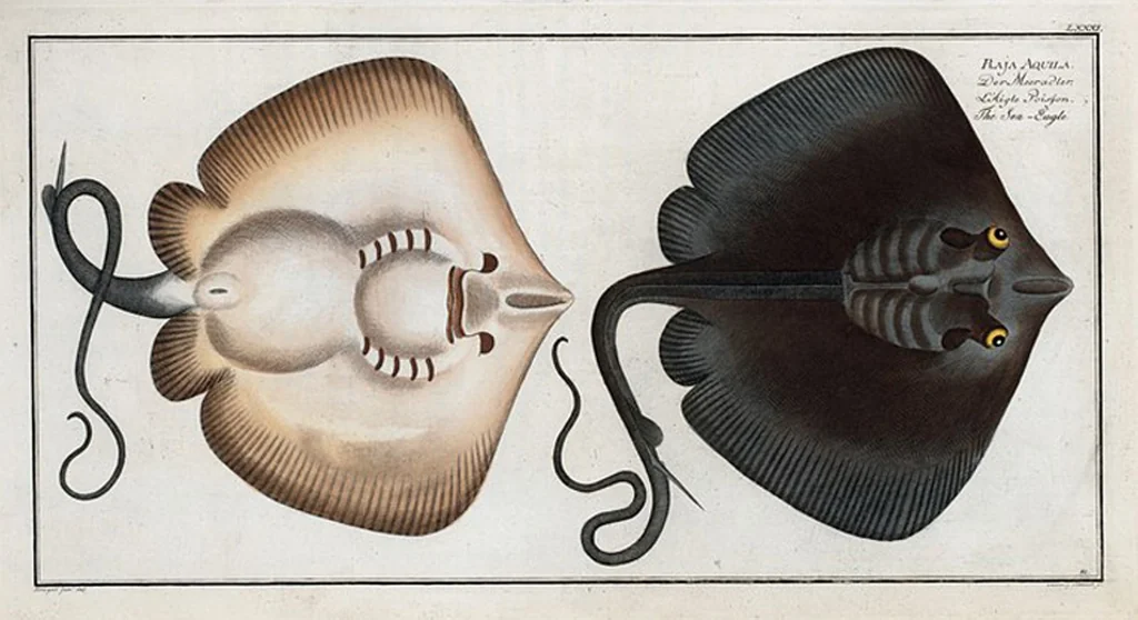 An illustration from Allgemeine Naturgeschichte der Fische. French = Ichtylogie, ou Histoire naturelle : generale et particuliere des poissons, 1785, leaf 87