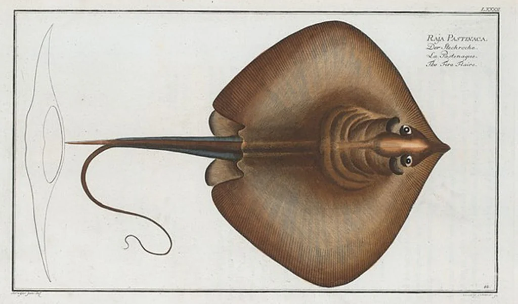 An illustration from Allgemeine Naturgeschichte der Fische. French = Ichtylogie, ou Histoire naturelle : generale et particuliere des poissons, 1785, leaf 88