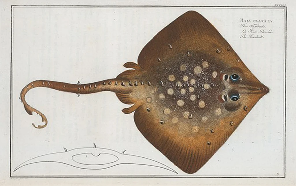An illustration from Allgemeine Naturgeschichte der Fische. French = Ichtylogie, ou Histoire naturelle : generale et particuliere des poissons, 1785, leaf 89