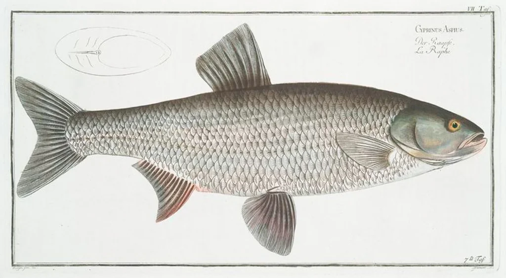 An illustration from Allgemeine Naturgeschichte der Fische. French = Ichtylogie, ou Histoire naturelle : generale et particuliere des poissons, 1785, leaf 9
