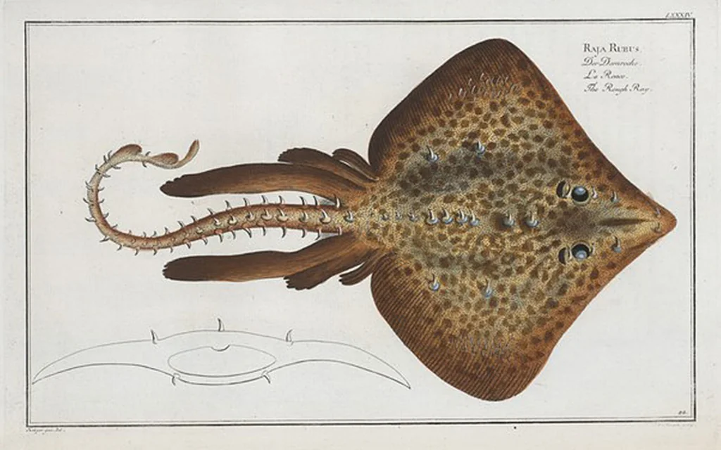 An illustration from Allgemeine Naturgeschichte der Fische. French = Ichtylogie, ou Histoire naturelle : generale et particuliere des poissons, 1785, leaf 90