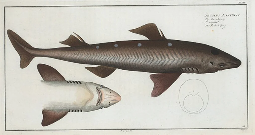 An illustration from Allgemeine Naturgeschichte der Fische. French = Ichtylogie, ou Histoire naturelle : generale et particuliere des poissons, 1785, leaf 91