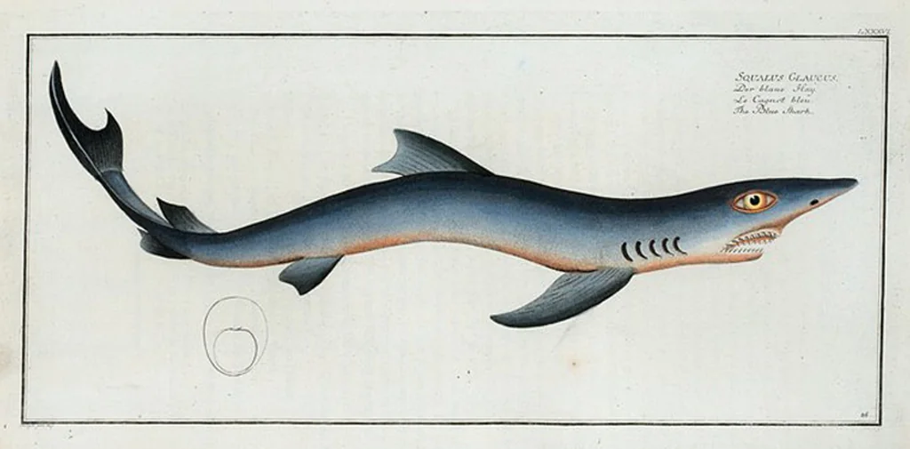 An illustration from Allgemeine Naturgeschichte der Fische. French = Ichtylogie, ou Histoire naturelle : generale et particuliere des poissons, 1785, leaf 92