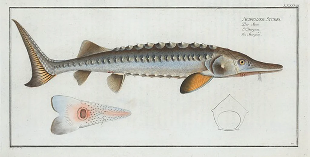 An illustration from Allgemeine Naturgeschichte der Fische. French = Ichtylogie, ou Histoire naturelle : generale et particuliere des poissons, 1785, leaf 94