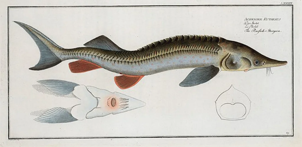 An illustration from Allgemeine Naturgeschichte der Fische. French = Ichtylogie, ou Histoire naturelle : generale et particuliere des poissons, 1785, leaf 95