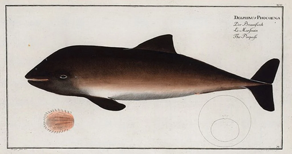 An illustration from Allgemeine Naturgeschichte der Fische. French = Ichtylogie, ou Histoire naturelle : generale et particuliere des poissons, 1785, leaf 98
