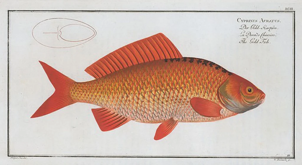 An illustration from Allgemeine Naturgeschichte der Fische. French = Ichtylogie, ou Histoire naturelle : generale et particuliere des poissons, 1785, leaf 99