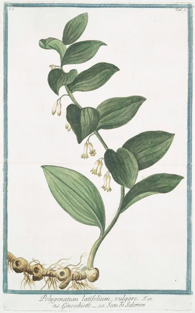 An illustration from Hortus Romanus plantaru, 1772, leaf 10