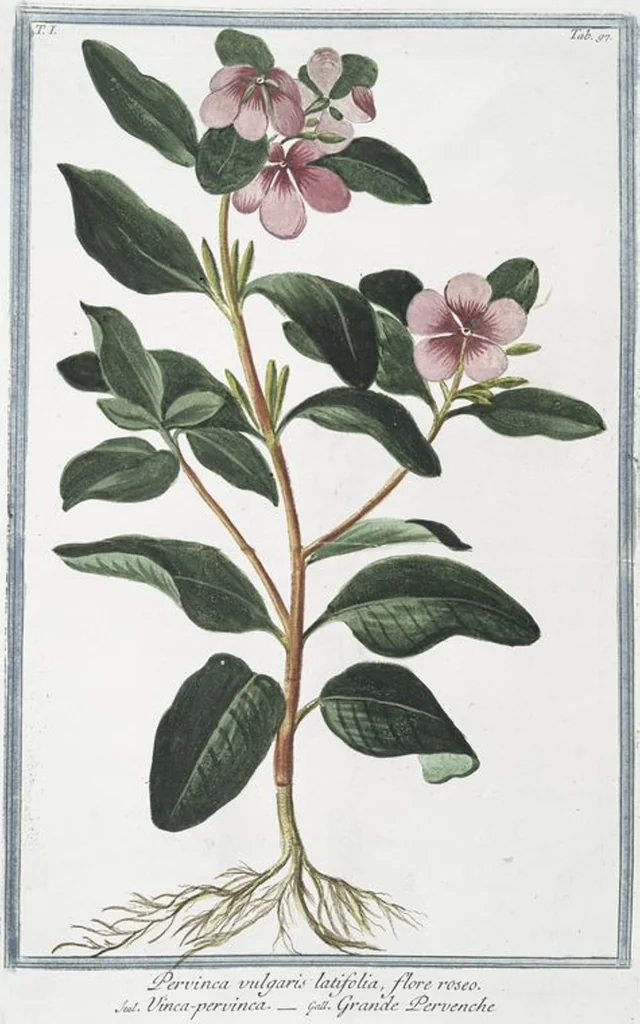 An illustration from Hortus Romanus plantaru, 1772, leaf 100