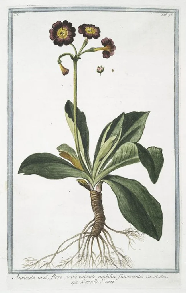 An illustration from Hortus Romanus plantaru, 1772, leaf 101