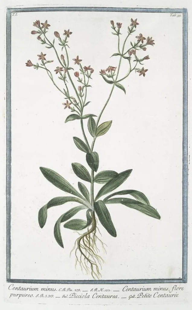 An illustration from Hortus Romanus plantaru, 1772, leaf 102