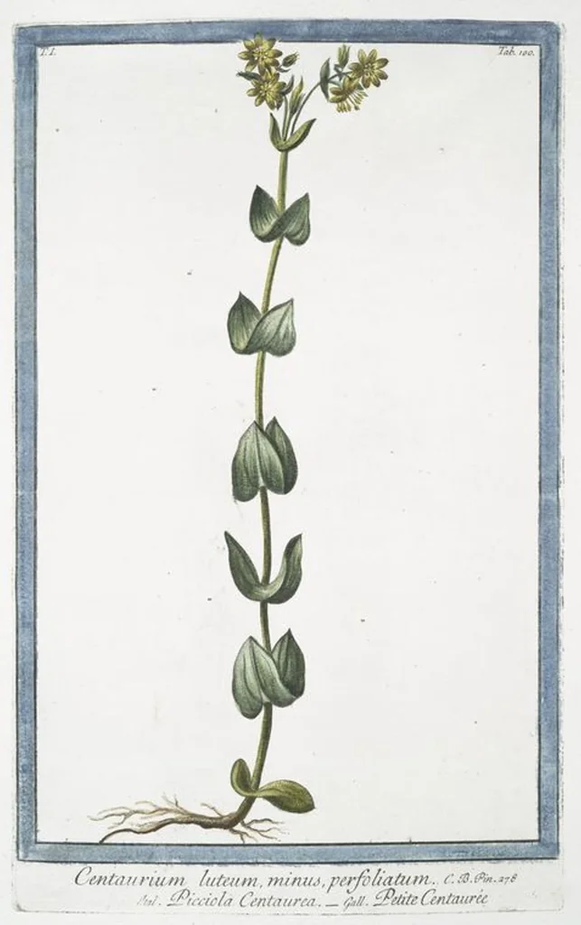 An illustration from Hortus Romanus plantaru, 1772, leaf 103