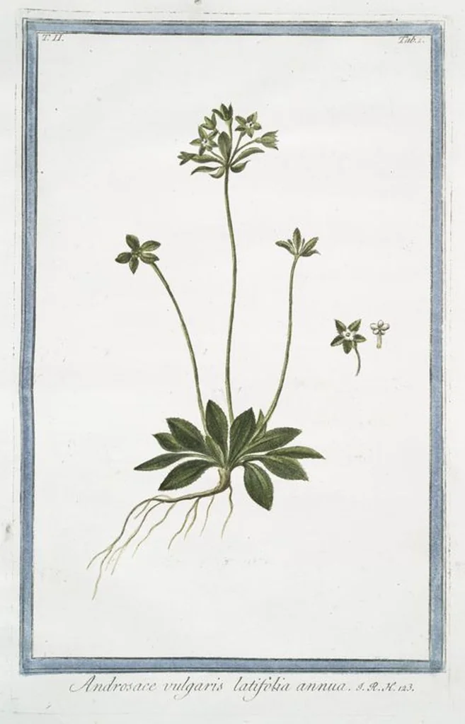 An illustration from Hortus Romanus plantaru, 1772, leaf 106