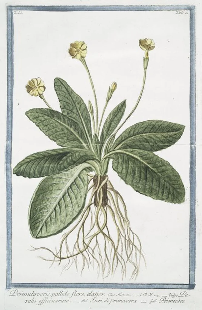 An illustration from Hortus Romanus plantaru, 1772, leaf 107
