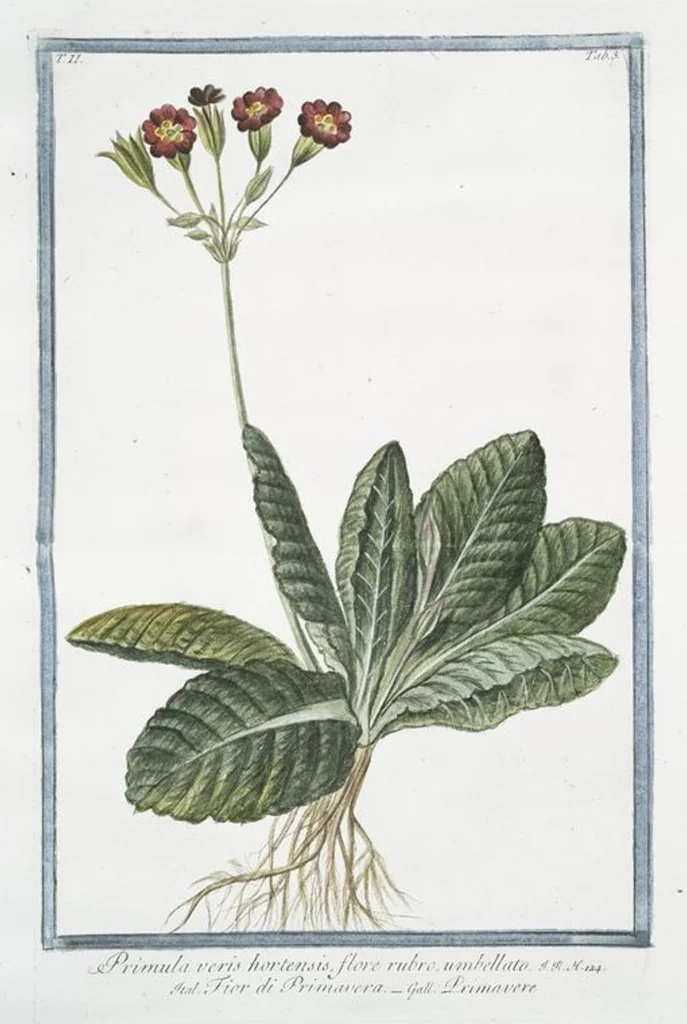An illustration from Hortus Romanus plantaru, 1772, leaf 108