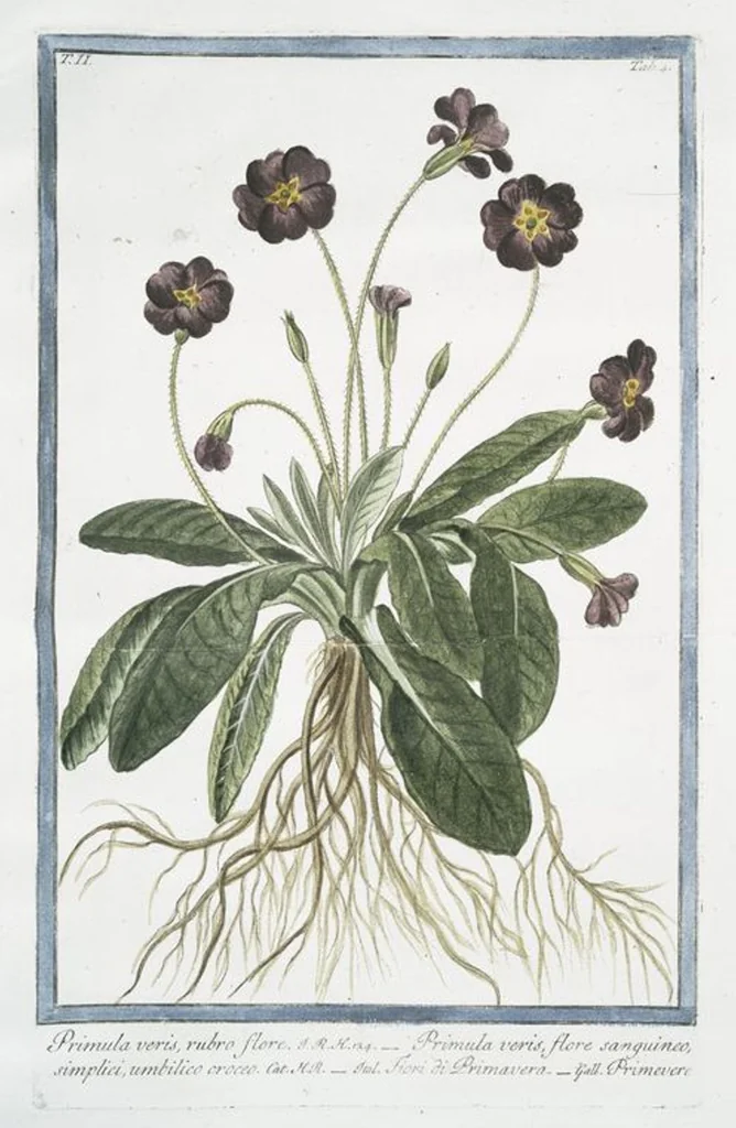 An illustration from Hortus Romanus plantaru, 1772, leaf 109