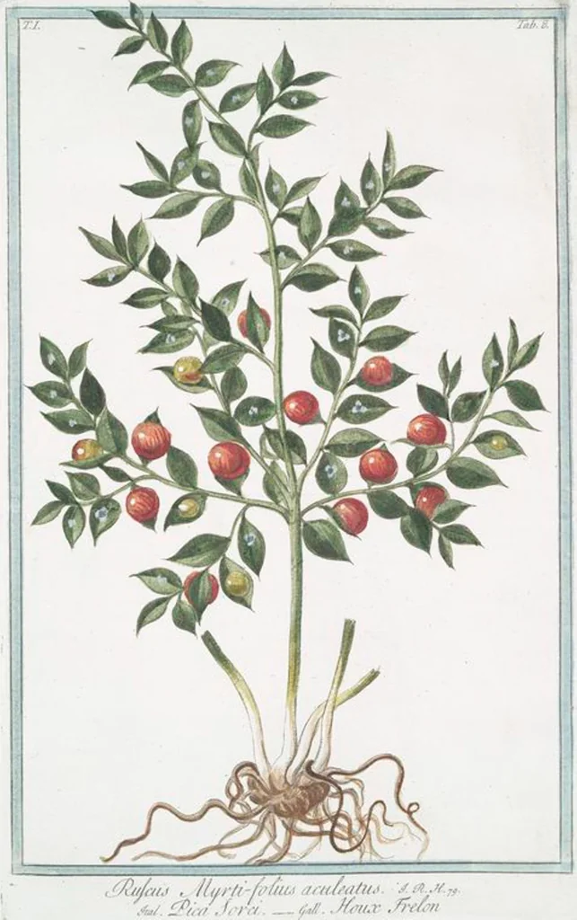 An illustration from Hortus Romanus plantaru, 1772, leaf 11