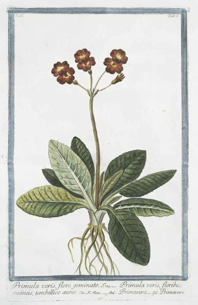 An illustration from Hortus Romanus plantaru, 1772, leaf 110