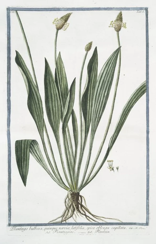 An illustration from Hortus Romanus plantaru, 1772, leaf 111
