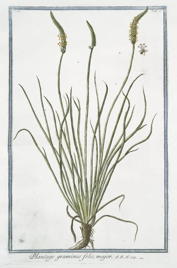 An illustration from Hortus Romanus plantaru, 1772, leaf 112