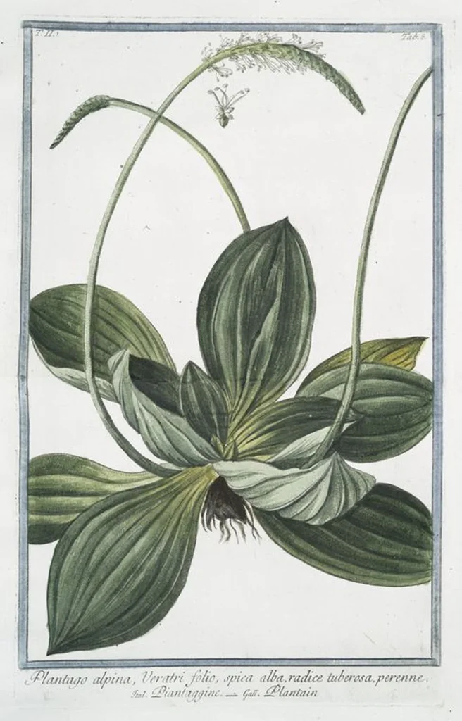 An illustration from Hortus Romanus plantaru, 1772, leaf 113