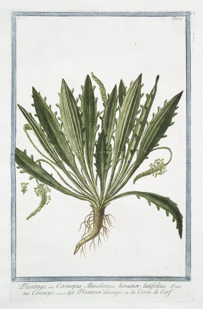 An illustration from Hortus Romanus plantaru, 1772, leaf 114