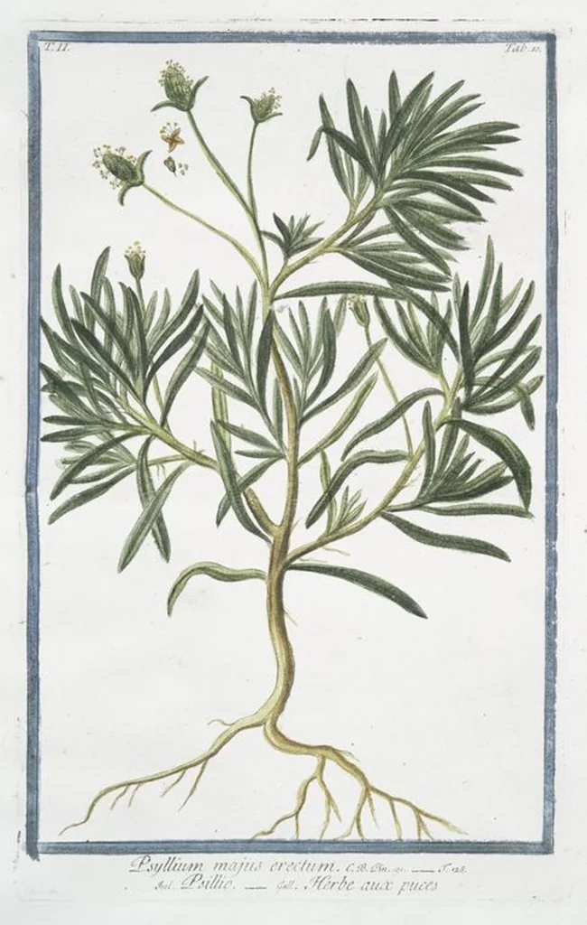 An illustration from Hortus Romanus plantaru, 1772, leaf 115