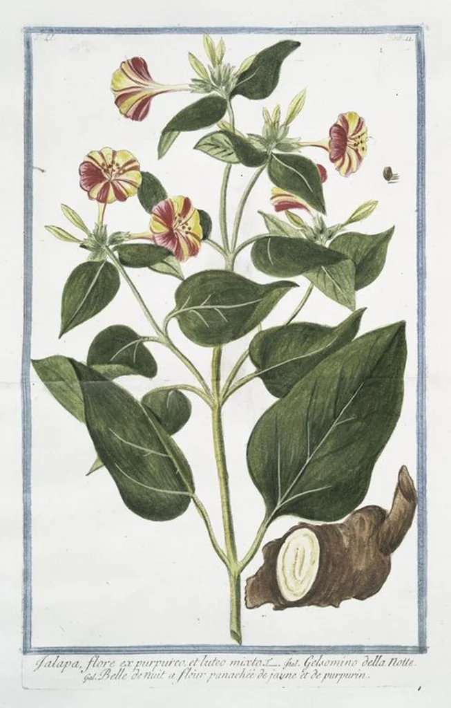 An illustration from Hortus Romanus plantaru, 1772, leaf 116