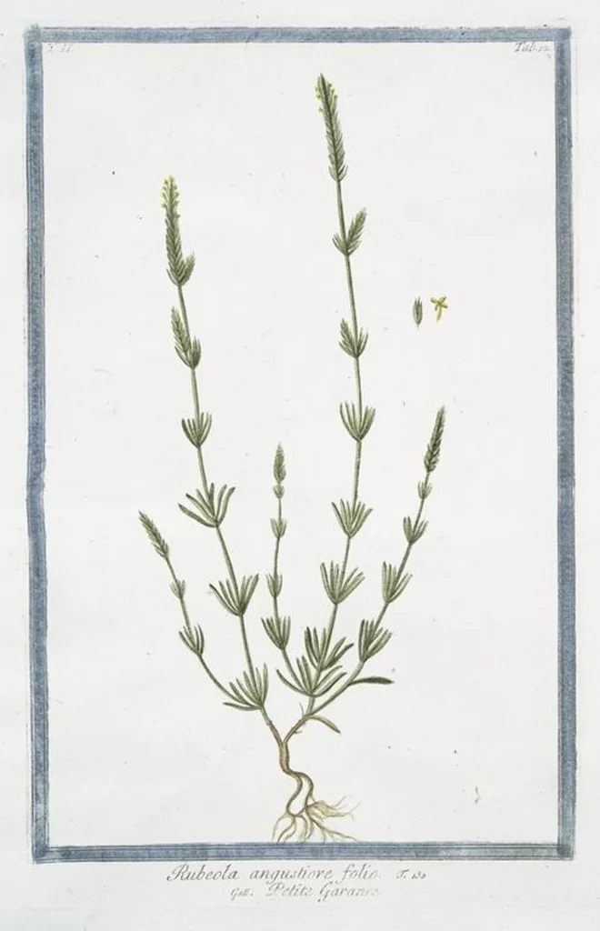 An illustration from Hortus Romanus plantaru, 1772, leaf 117